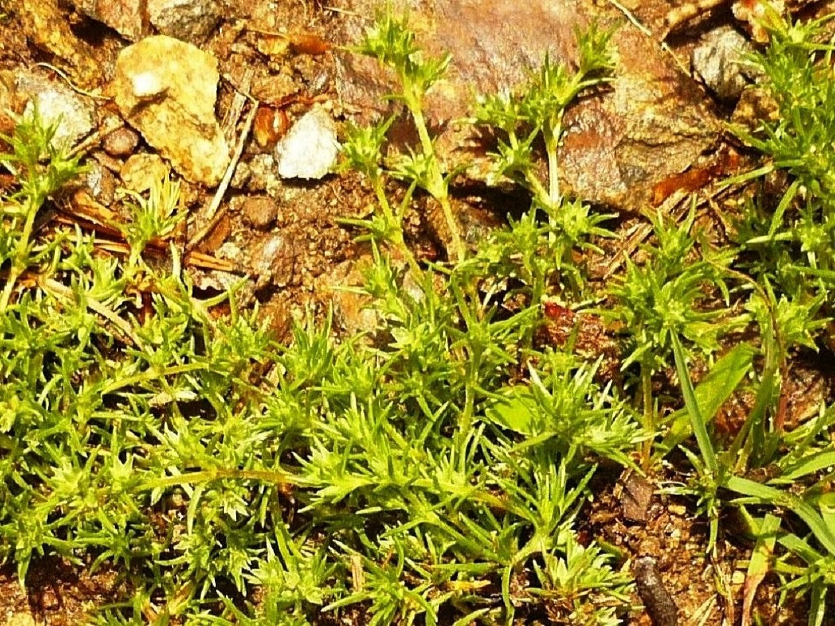 Scleranthus annuus subsp. annuus (Caryophyllaceae)